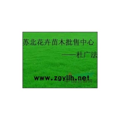 丰花月季，大花月季，红帽子月季