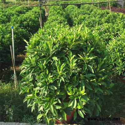 苗农在线供应非洲茉莉球价格 园林绿化苗木 量大从优