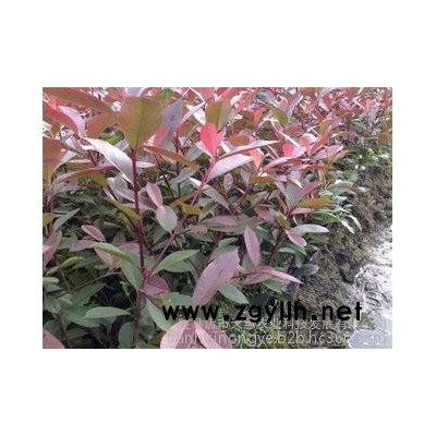 天惠苗木 石楠  红叶石楠 石楠供应 **石楠苗 红叶石楠苗 绿化苗木 绿化植被