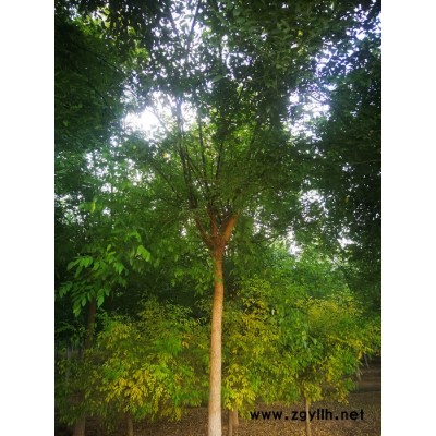 苗圃基地供应批发 5-15公分国槐 国槐小苗 绿化苗木 发货快成活率高