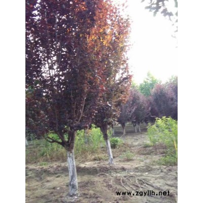 基地大量批发 绿化苗木红叶李苗 紫叶李 成活率高