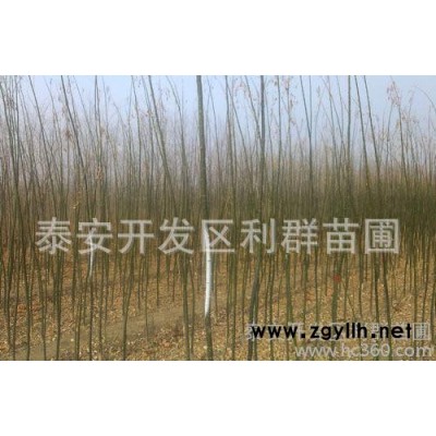 绿化苗木 国槐苗 国槐小苗 绿化苗 规格齐全国槐树苗 成活高