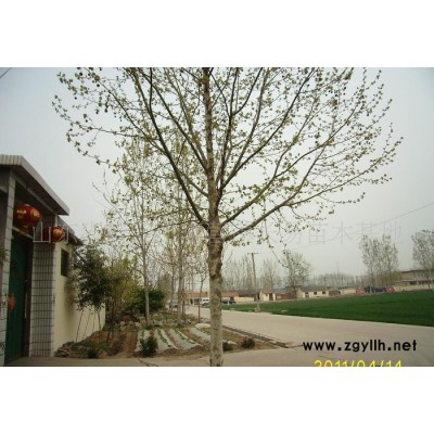 **法桐 造型法桐 法桐树苗 白蜡  国槐 绿化苗木