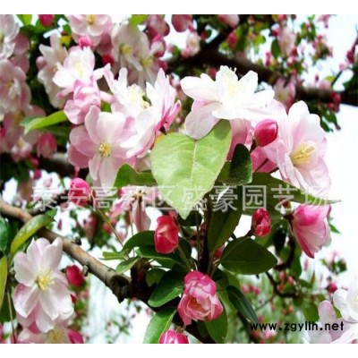 **北美海棠 行道绿化苗木北美海棠 北美海棠价格现货充足
