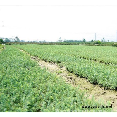 绿化工程园林绿化苗木 雪松苗 规格齐全 雪松 绿化小苗