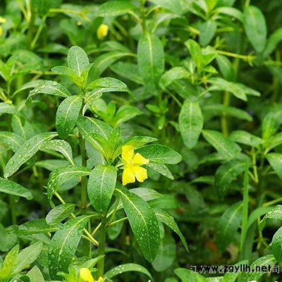 水生植物-黄花水龙小苗，江苏富春园林苗圃大量供应出售黄花水龙工程苗，规格全价格低品种优，基地现货欢迎采购批发各类绿化苗木