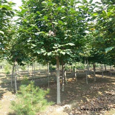 基地批发 绿化苗木种植广 8公分玉兰树 规格齐全 量大优惠