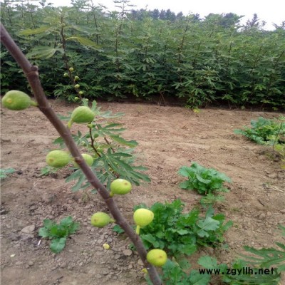 现货批发 供应野垂枝无花果苗 绿化苗木无花果苗 规格齐全无花果苗批发 易管理盆栽