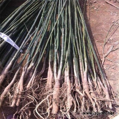 绿化苗木-国槐，国槐小苗/工程树苗，苗圃基地大量现货供应出售 现选先挖 价格低规格全成活率高，江苏富春园林欢迎采购批发