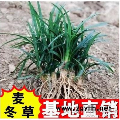 日本矮麦冬草绿化苗木常绿植物玉龙草花园阳台盆栽青叶金边麦冬草