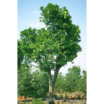 湖南产地直销优价绿化苗木行道树香泡树苗特价包邮