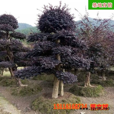 造形古桩红花继木 古桩形态优美 规格齐全 专业供应绿化苗木