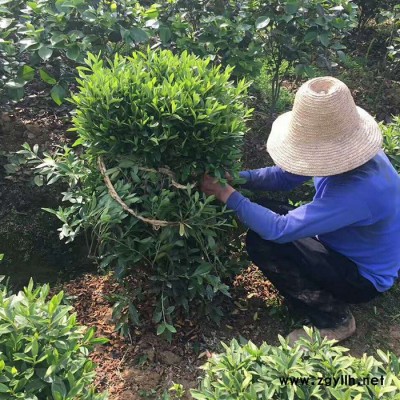 【锦上花】湖南**杜鹃球批发 庭院绿化苗木 规格齐全 杜鹃球基地直供