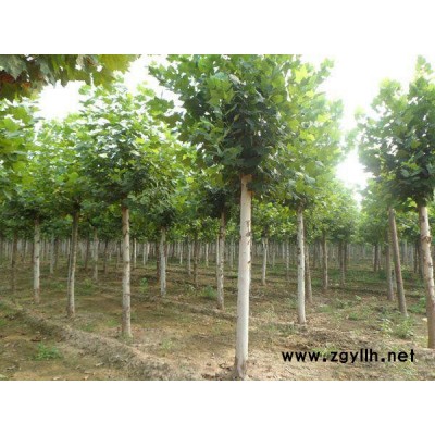出售园林绿化苗木 乔木 法桐