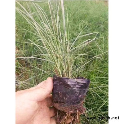 新大洲xdz 粉黛乱子草绿化苗木宿根花卉花卉种子花卉观赏草
