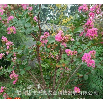 紫薇树苗 红花紫薇 百日红 紫薇 河南园林绿化苗木