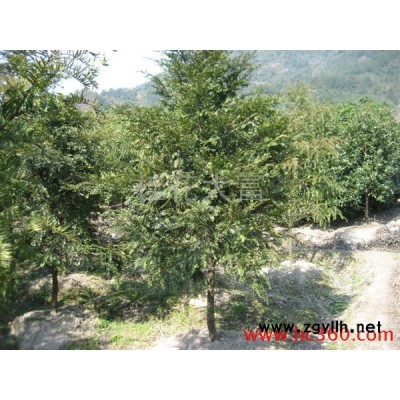 供应绿化苗木- 爬地-花卉苗木-花木