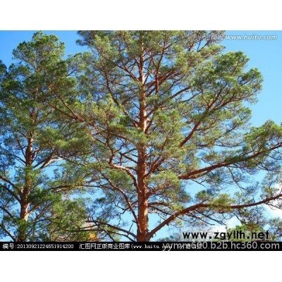 陕西榆林苗木价格出售各种绿化苗木沙地柏云杉油松旱柳