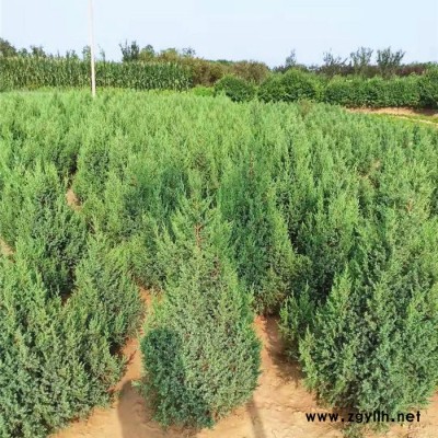 80cm高望都塔柏  苗木 苗圃  绿化苗木 园林植物  塔柏