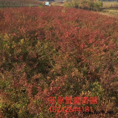 珍珠绣线菊   绿化苗木 珍珠绣线菊球  开原苗圃