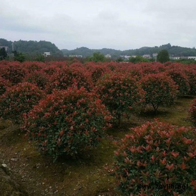 【锦上花】基地直销** 红叶石楠球 红叶石楠球 等工程绿化苗木