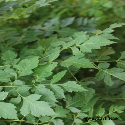 基地供应绿化苗木批发 栾树 栾树价格 规格全 黄山栾树