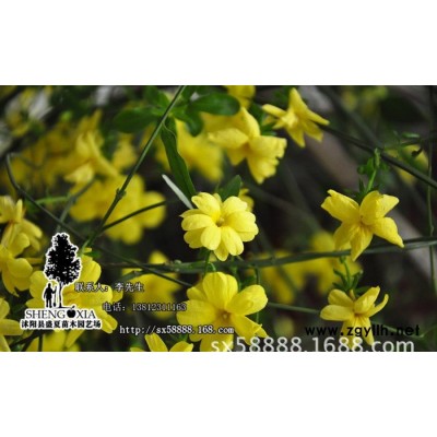 基地直销 庭院植物  迎春花苗  垂吊攀援花卉  绿化苗木 规格全