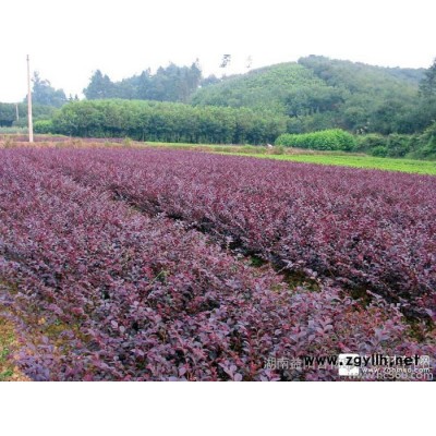 湖南产地直销，优价绿化苗木红继木小苗，红继木球