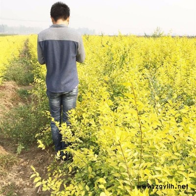苗农在线供应金叶榆 园林绿化苗木榆树 价格优惠