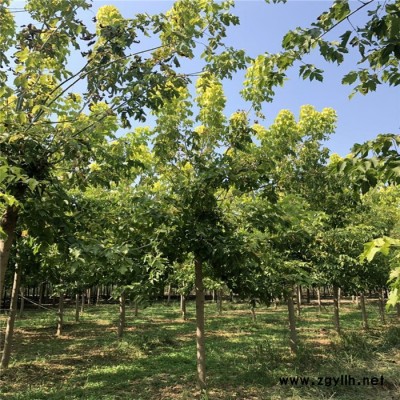 绿化苗木基地直销 庭院复叶槭 金叶复叶槭 **价廉