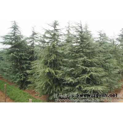 雪松基地 雪松批发   河南雪松  绿化苗木  乔木  众邦 苗木  4米雪松
