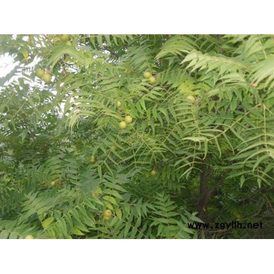 美国黑核桃，珍贵木材，绿化苗木，文玩猴头，创业致富好途径。