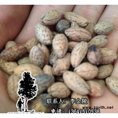 盛夏出品 直销苗木种子 杜英种子 **新种 出苗率高绿化苗木种子