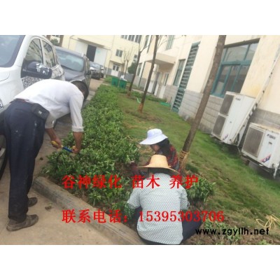 马鞍山厂区绿化苗木养护