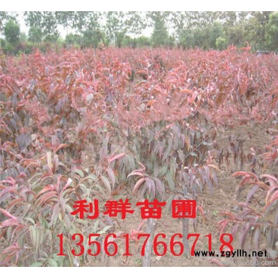 基地 **碧桃苗 规格 红叶碧桃 绿化苗木 量大优惠