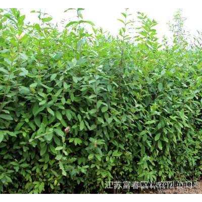 水蜡 **水腊小苗 绿化苗木水蜡 富春园林基地直销