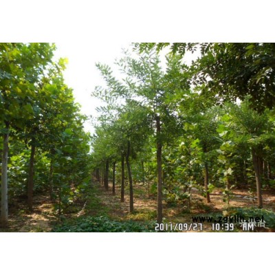 法桐树苗 速生法桐  造型法桐  国槐 白蜡小苗 等绿化苗木