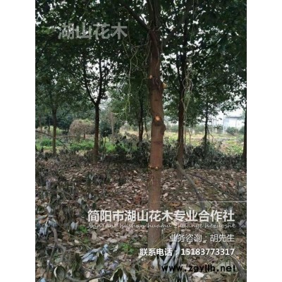 简阳市湖山花木-香樟-**大量出售苗木-绿化苗木类