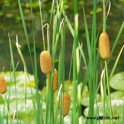 小香蒲**水生植物-小香蒲小苗基地现货直销，货真价实 价格低品种优，欢迎前来采购批发，沭阳富春园林另供应各类绿化苗木