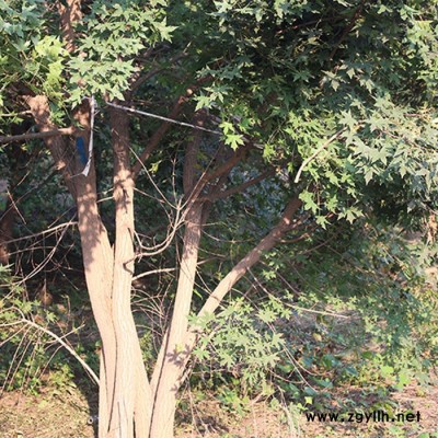 万硕 绿化苗木丛生五角枫 厂家现货批发丛生五角枫 欢迎电话咨询