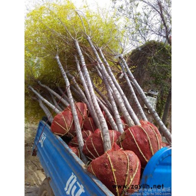 定州出售大乔木类大叶垂榆 绿化苗木大叶垂榆基地
