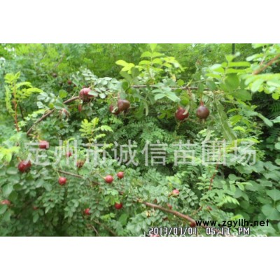 河北诚信苗圃大量供应绿化苗木黄刺玫  黄刺玫价格 黄刺玫苗木基地