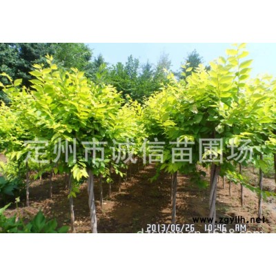 诚信苗圃朔州大量金叶榆；紫叶风箱果；绿化苗木