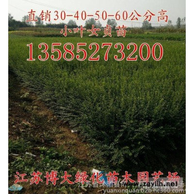 小叶女贞价格-H40-50公分小叶女贞绿篱苗低价批发直销-博大绿化苗木供应500万棵小叶女贞基地
