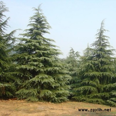 大量批发**雪松 园林庭院绿化苗木雪松树 现挖现卖 成活率高