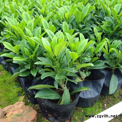 苗农在线批发非洲茉莉小苗 净化空气盆栽 园林绿化苗木