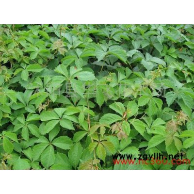 紫穗槐 紫穗槐小苗 丛生紫穗槐苗 园林绿化苗木 防沙固坡植物批发