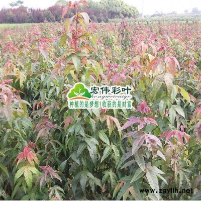 江西宏伟彩叶苗圃出售绿洲庭院栽培绿化苗木植物 青枫树苗小叶鸡爪槭树苗四季变色包活