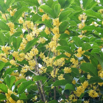 武汉绿化苗木毛杜鹃栀子花四季桂紫薇树苗，石楠红继木黄杨金森女贞