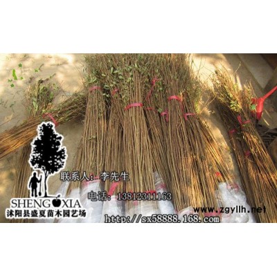 直销 绿化苗木紫薇苗 红花紫薇树苗百日红树苗 绿化苗木紫薇树图3